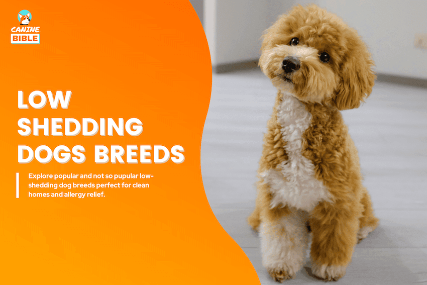 low shedding dog breeds