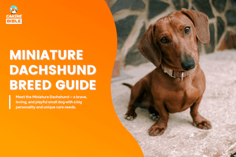 miniature dachshund