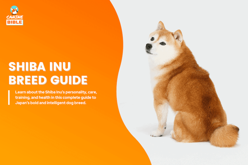 shiba inu