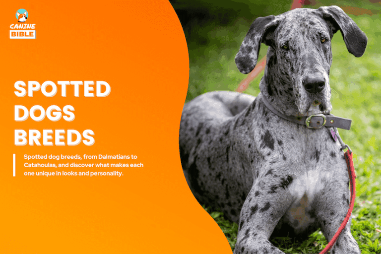 spotted dog breeds
