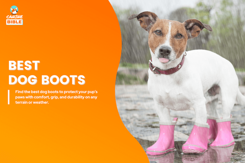 best dog boots