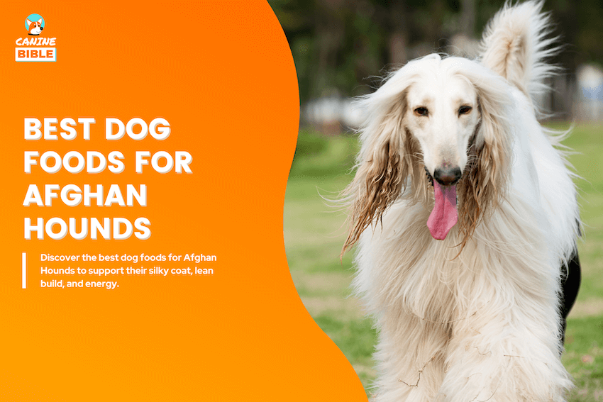 best dog foods for afghan hounds