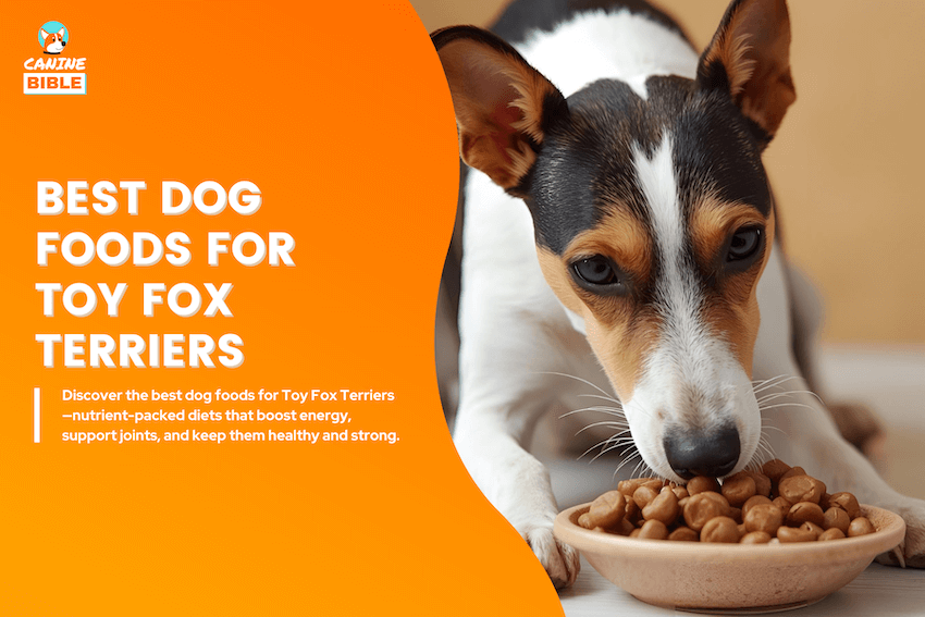 best dog foods for Toy Fox Terriers