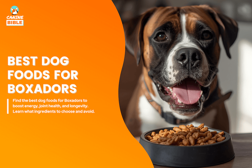 best dog foods for boxadors