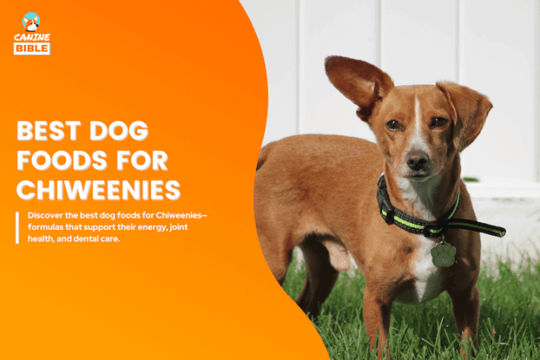 12 Best Dog Foods for Chiweenies in 2025: Vet-Approved