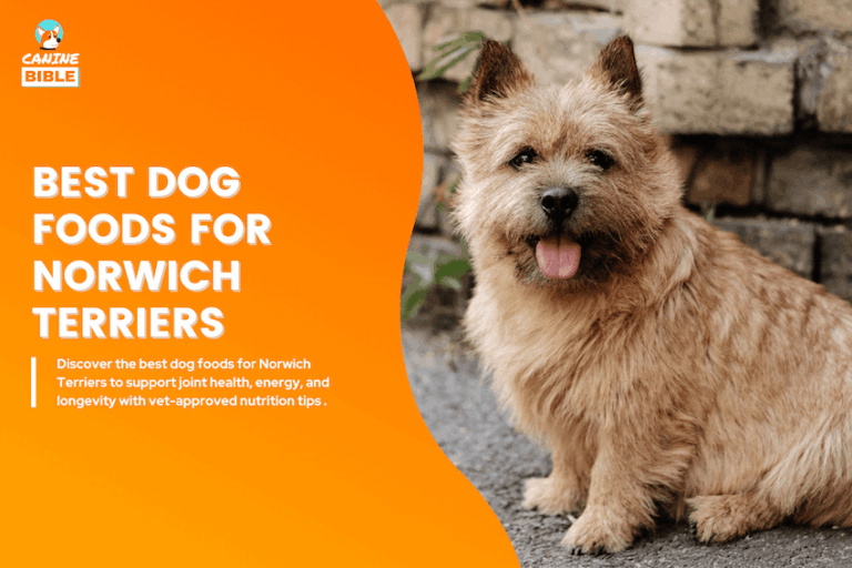 best dog food for norwich terriers