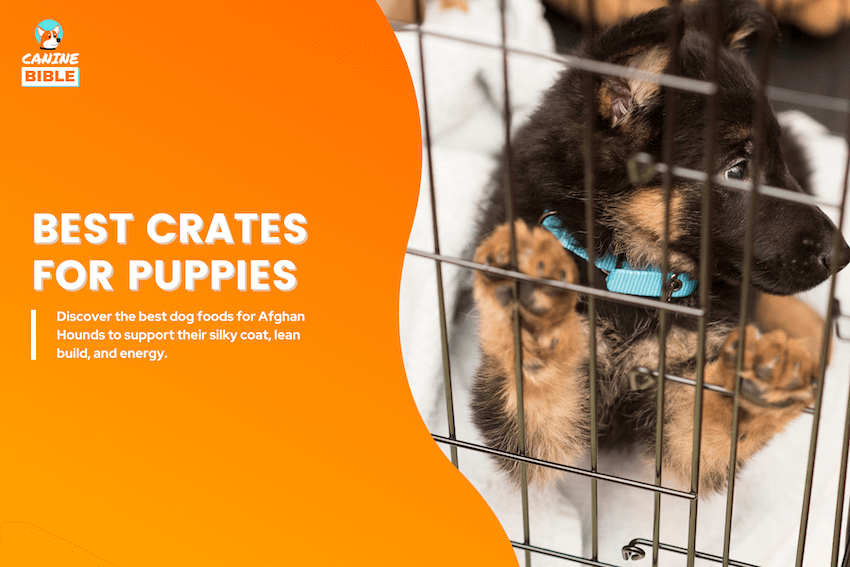 best puppy dog crates