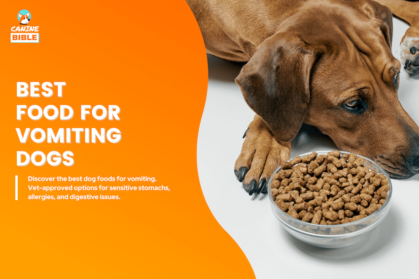 best foods for vomiting dogs