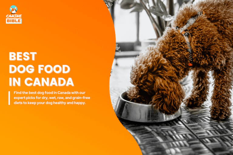 The 16 Best Dog Foods in Canada 2025: Vet-Approved
