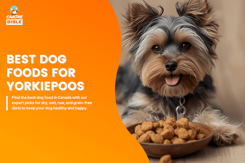 best dog food for yorkiepoos
