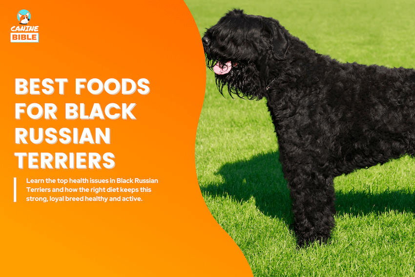 Best Dog Foods for Black Russian Terriers