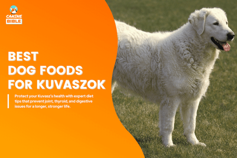 Best Dog Foods for Kuvaszok