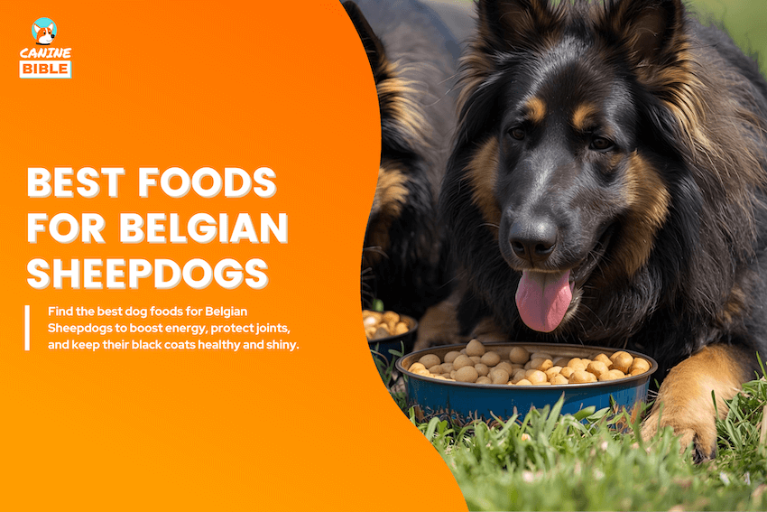 best dog foods for belgian sheepdogs