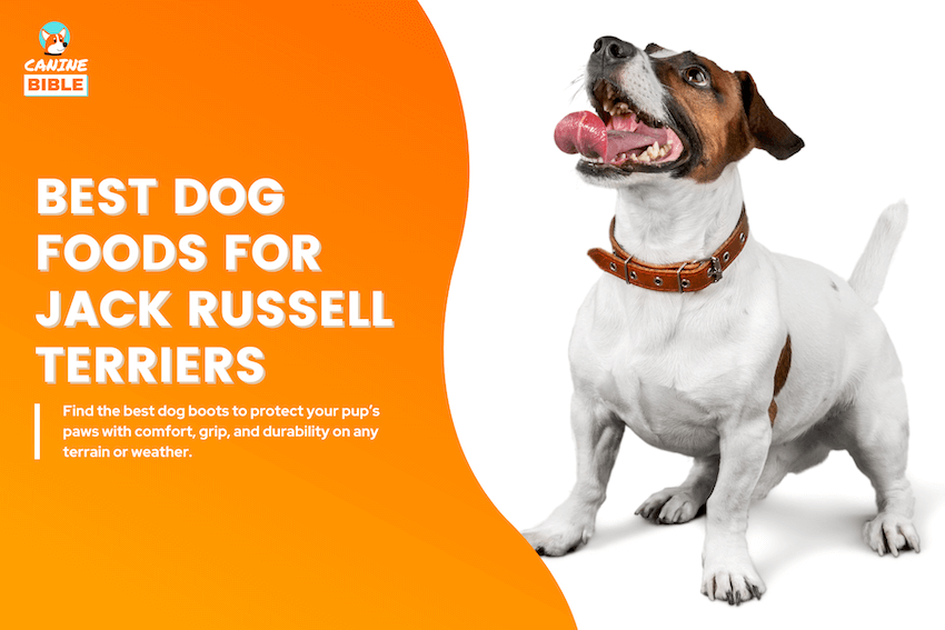 best dog foods for jack russell terriers