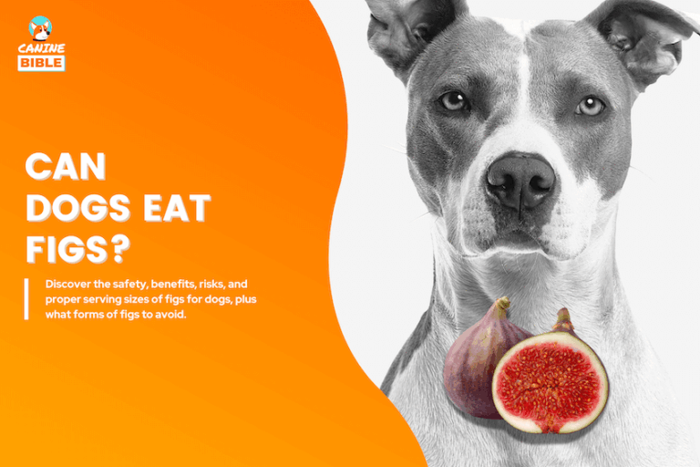 The Complete Guide to Dogs Eating Figs: Deadly or Healthy?