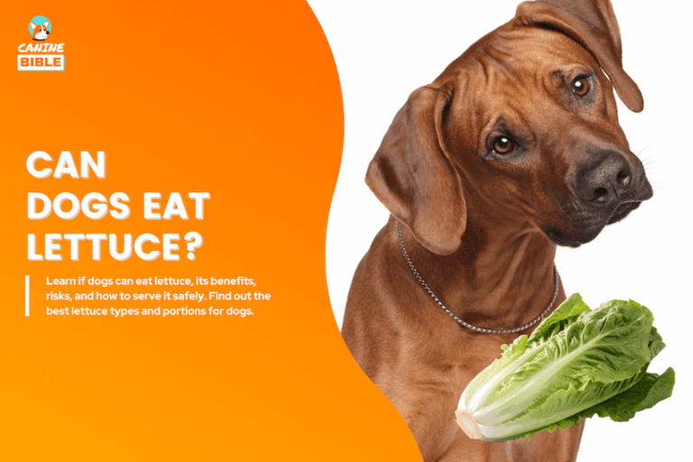 The Complete Guide to Dogs Eating Lettuce: Good or Bad?