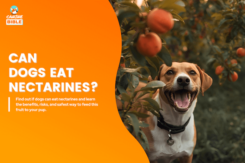 can dogs eat nectarines