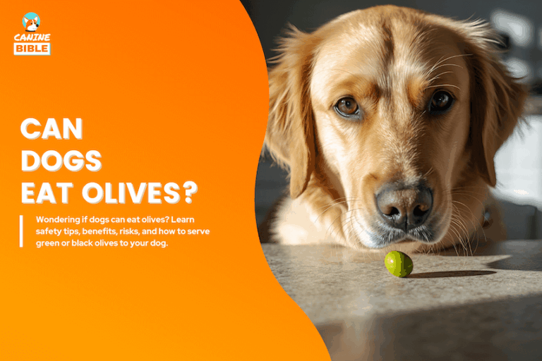 can dogs eat olives