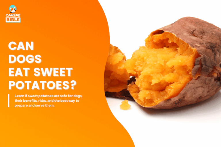 The Complete Guide to Dogs Eating Sweet Potatoes: Good or Bad?