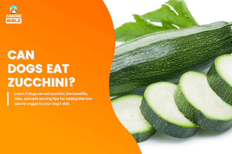 can dogs eat zucchini