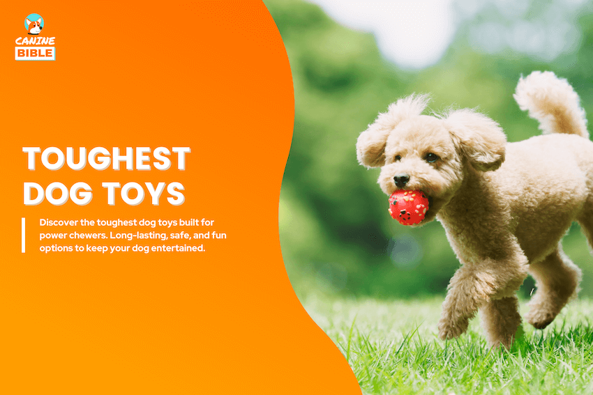 toughest dog toys
