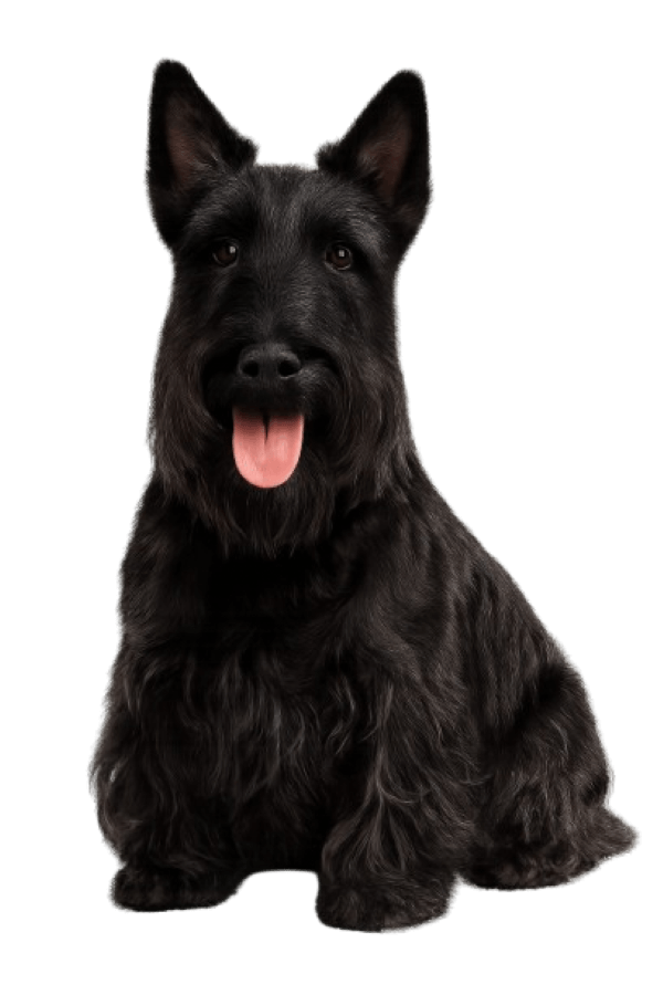 Scottish Terrier