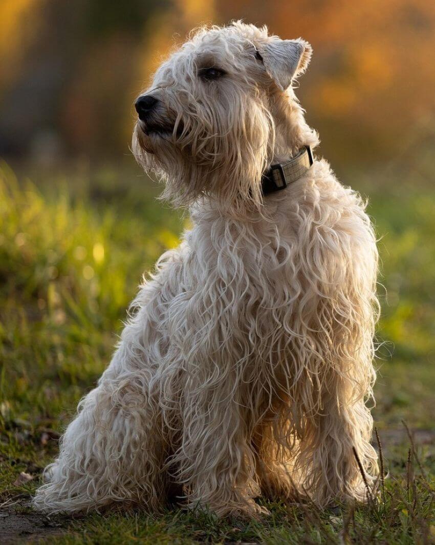 Soft Coated Wheaten Terrier appearance