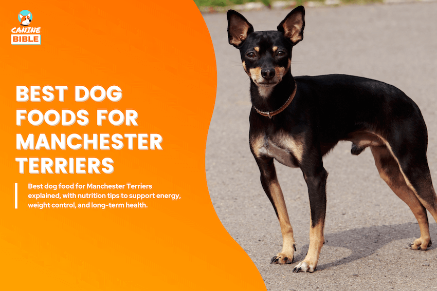 Best dog Foods for Manchester Terriers