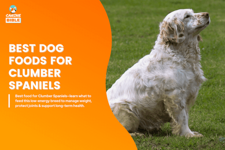 12 Best Dog Food for Clumber Spaniels 2026: Vet-Approved