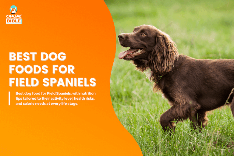 The 12 Best Dog Food for Field Spaniels 2026: Vet-Approved