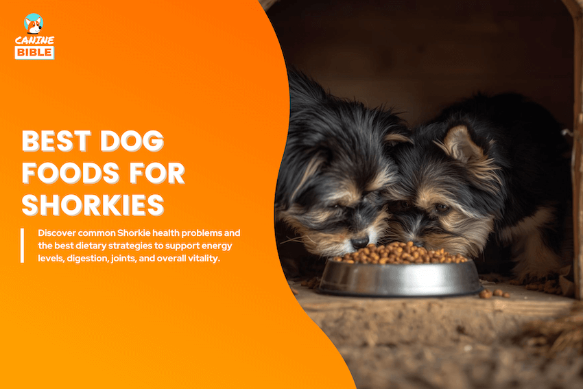 best dog foods for shorkies
