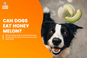 The Guide to Dogs Eating Honeydew Melon: Good or Bad? - Canine Bible