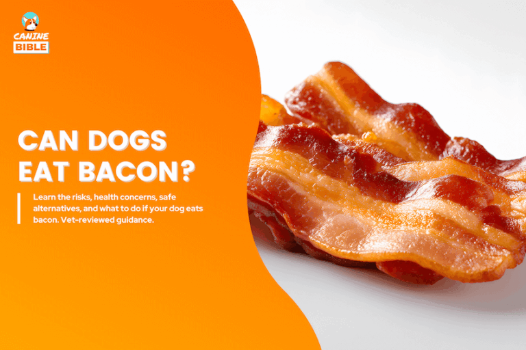 can dogs eat bacon