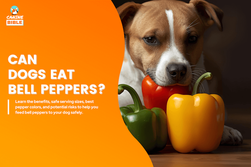 can dogs eat bell peppers