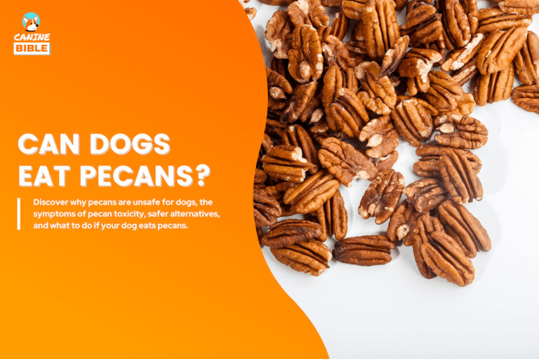 can dogs eat pecans