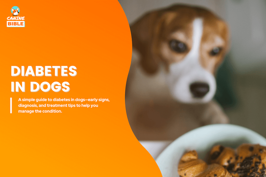 diabetes in dogs