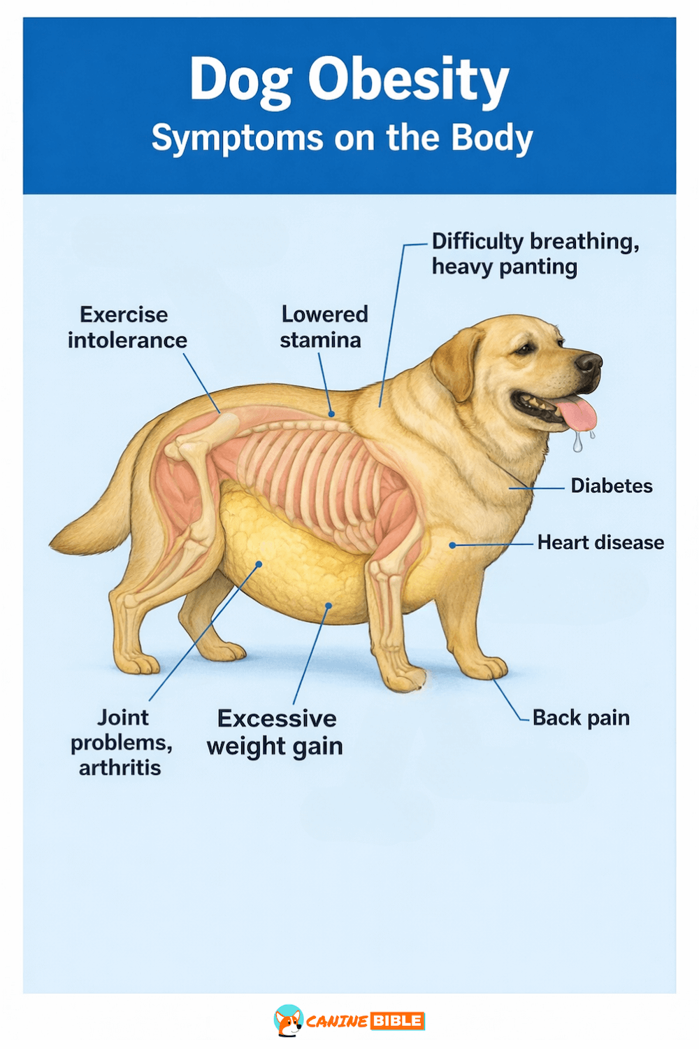 Obesity in Dogs