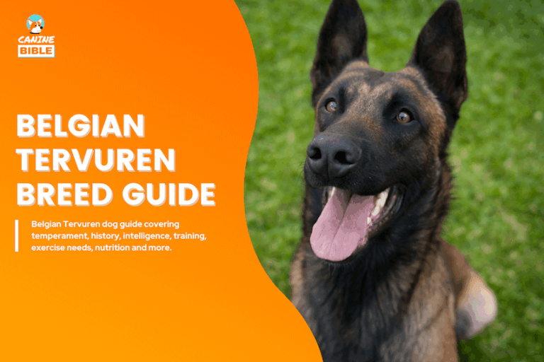 Belgian Tervuren