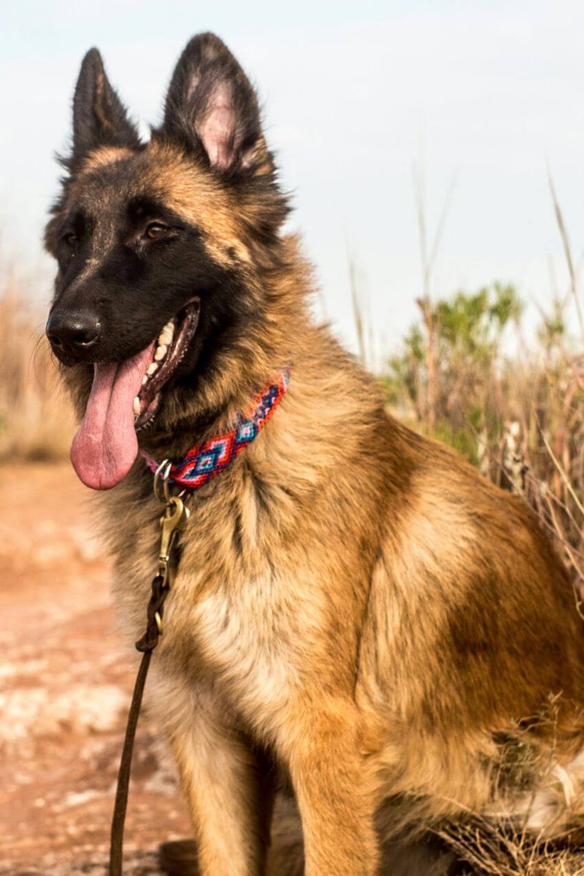Belgian Tervuren appearance