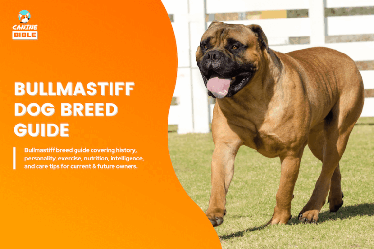 Bullmastiff Dog Breed Information: Traits, Facts, Care & More