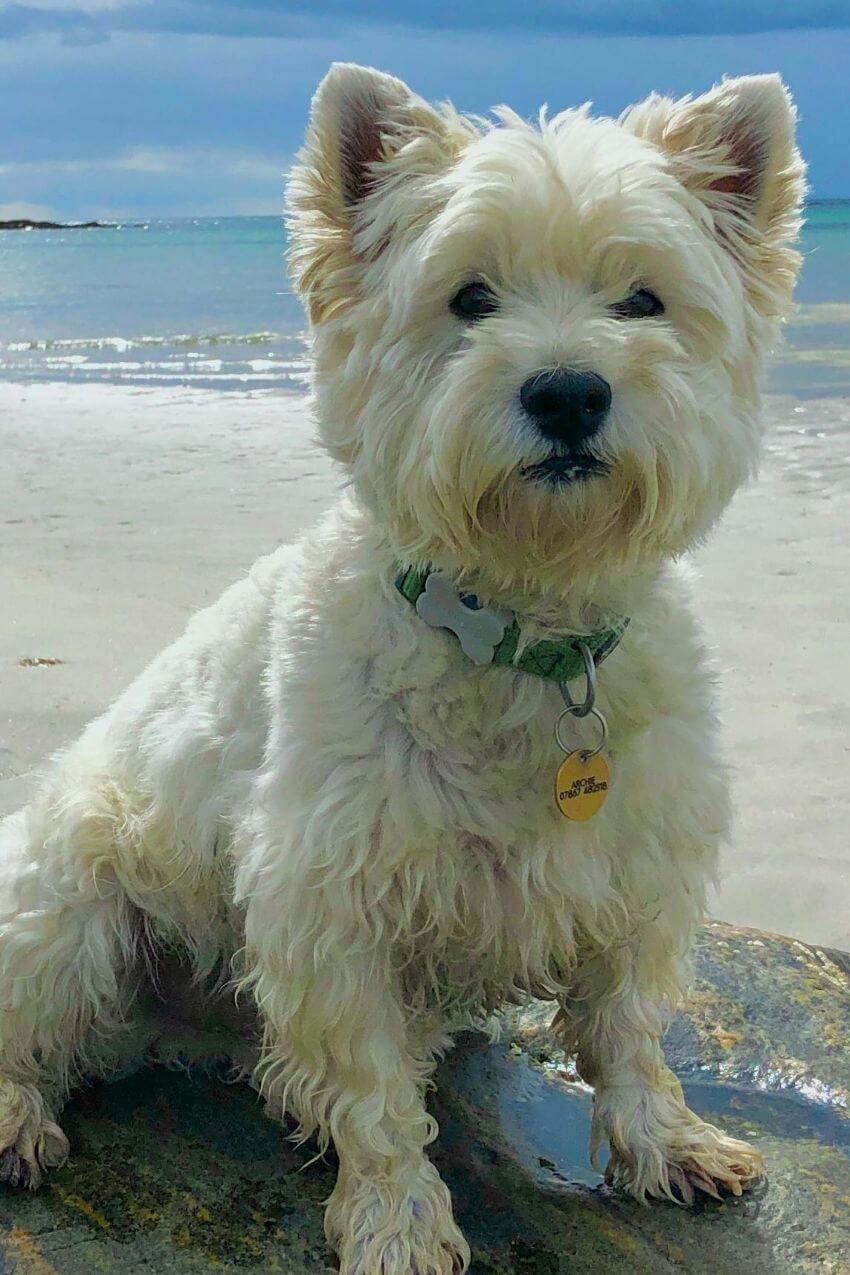 Cairn Terrier appearance