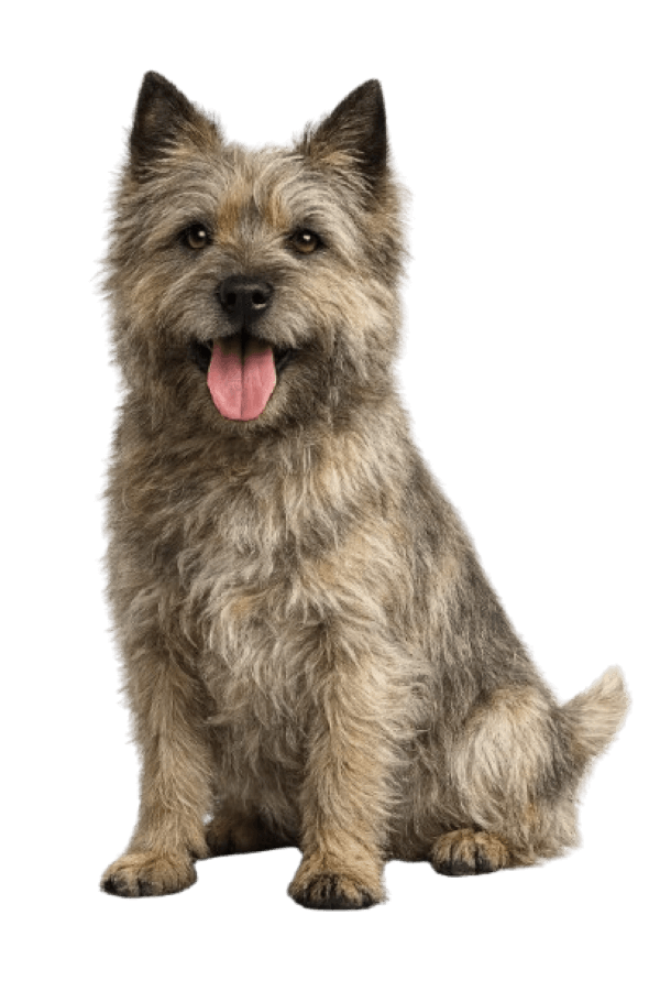 Cairn Terrier