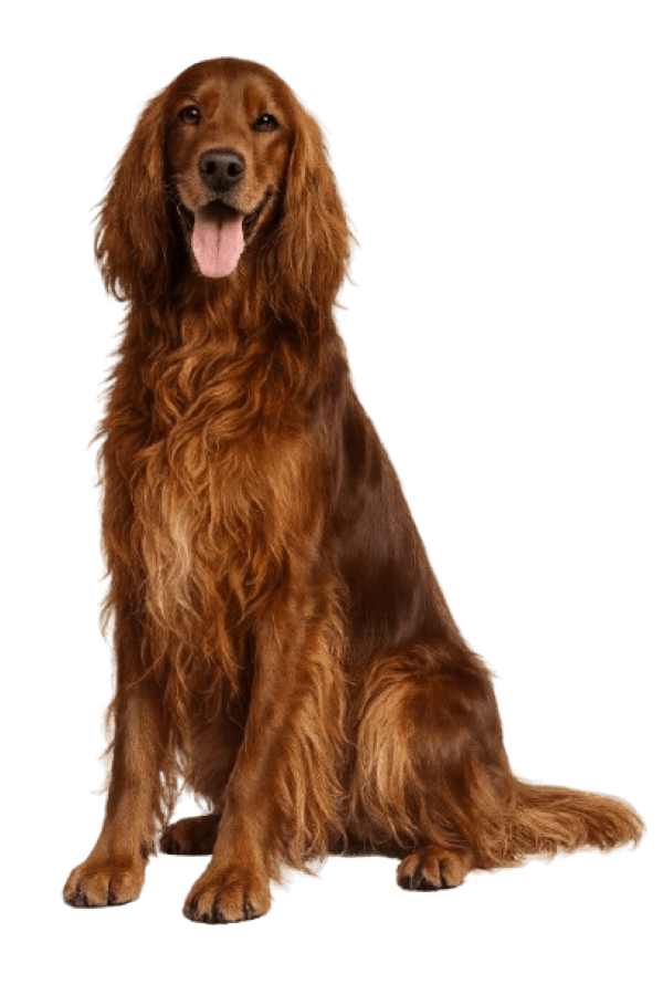Irish Setter