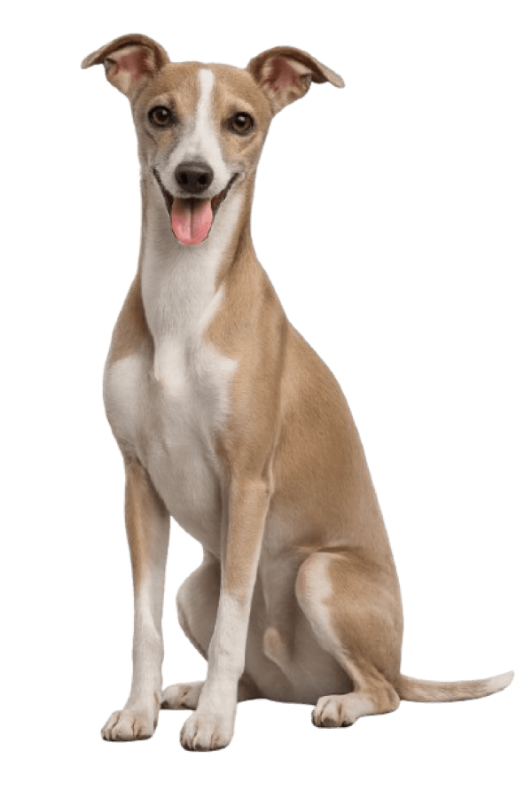 Italian Greyhound