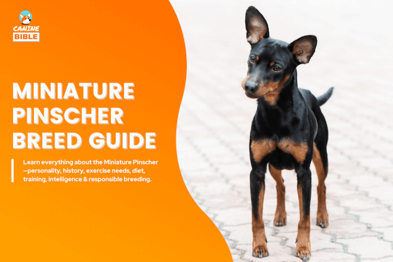 Miniature Pinscher