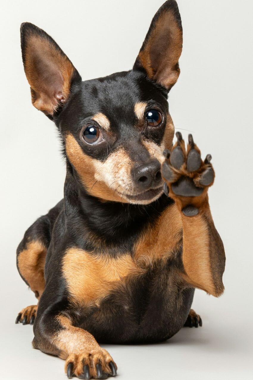 Miniature Pinscher appearance