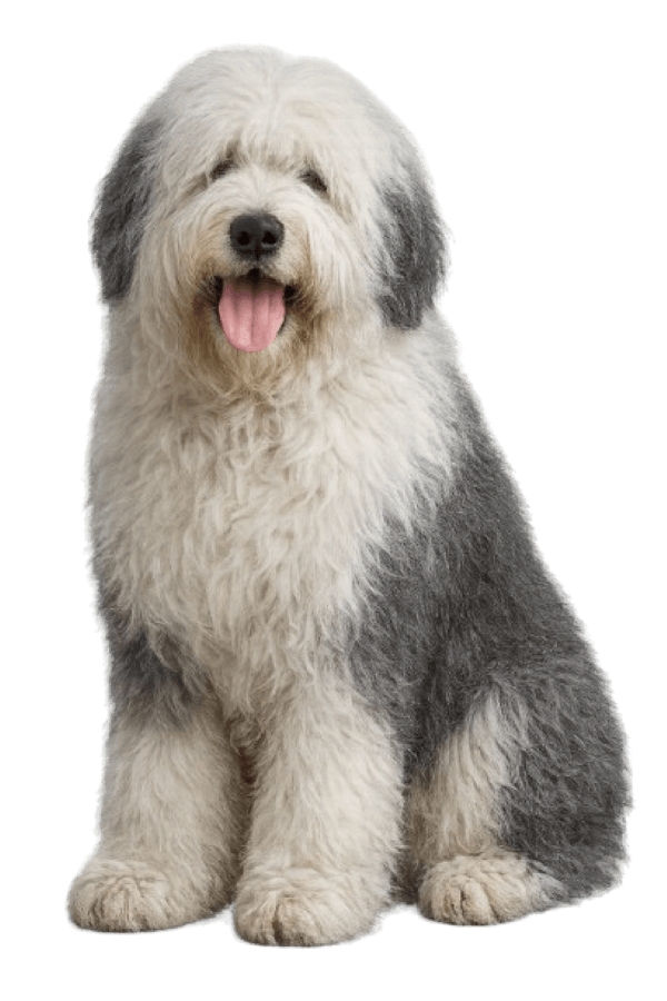 Old English Sheepdog