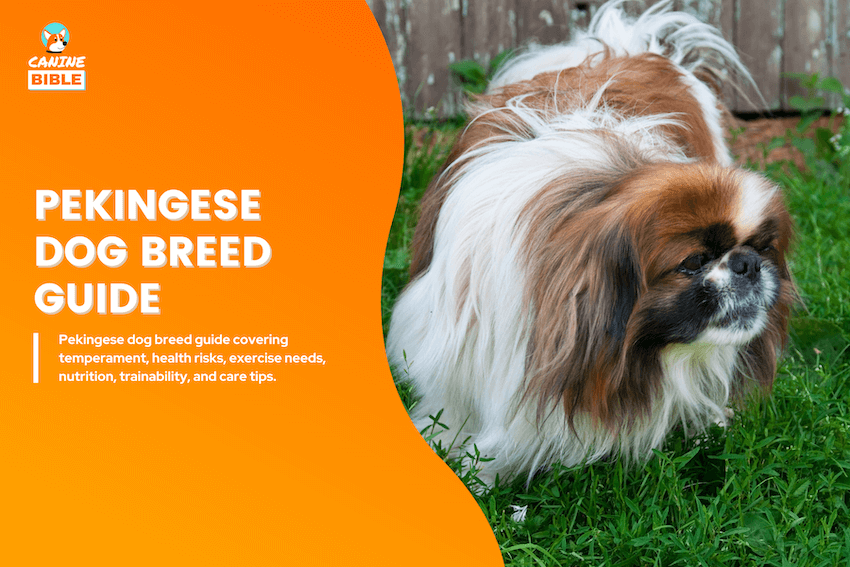 Pekingese