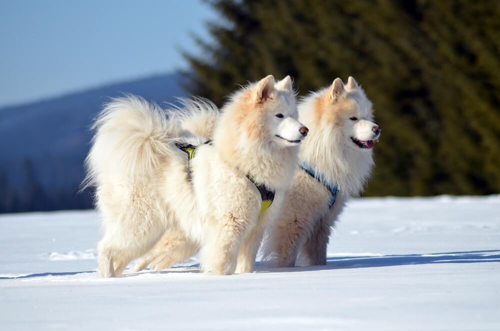 Samoyed appearance