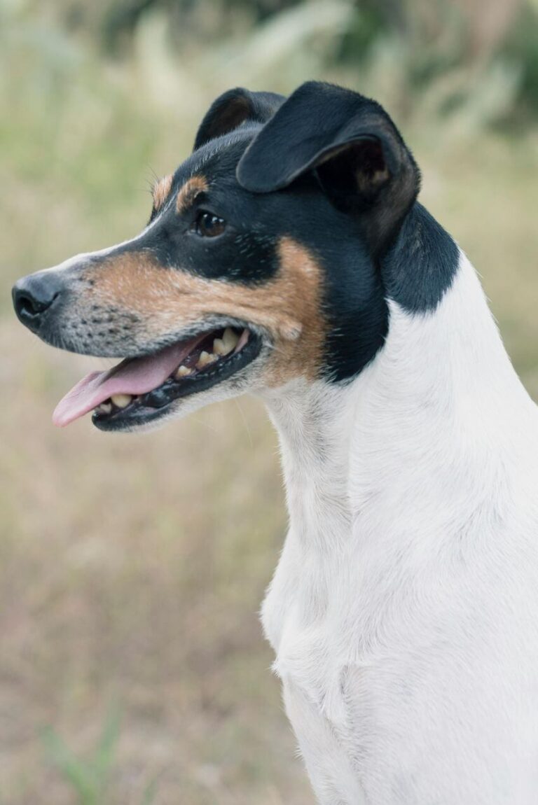 Fox Dogs Toy Fox Terrier Breed Information: Traits, Facts, Care & More - Canine ...
